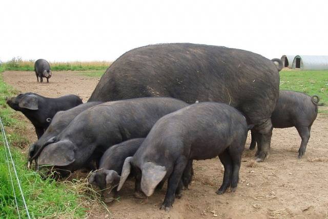 What breed of pigs is the most profitable for growing