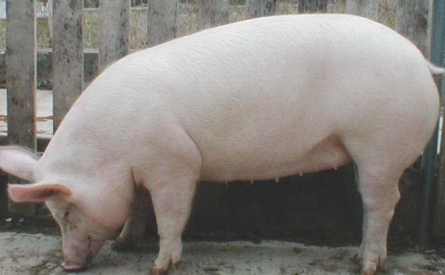 What breed of pigs is the most profitable for growing