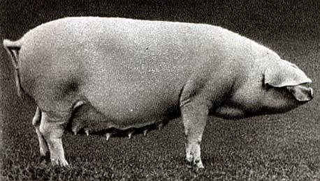 What breed of pigs is the most profitable for growing