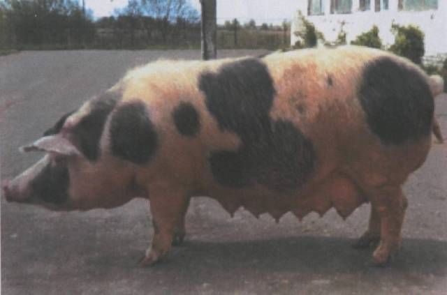 What breed of pigs is the most profitable for growing