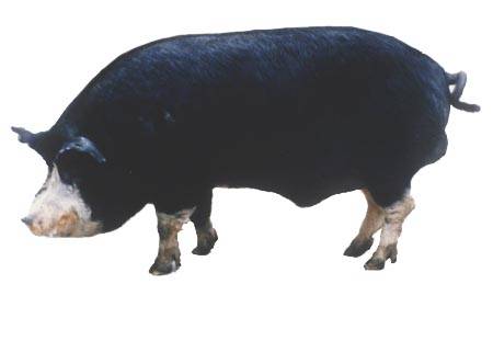 What breed of pigs is the most profitable for growing