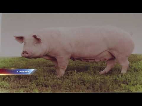 What breed of pigs is the most profitable for growing