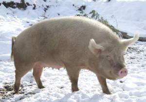 What breed of pigs is the most profitable for growing