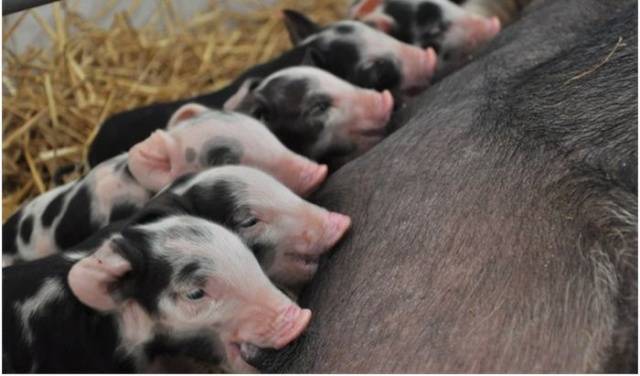 What breed of pigs is the most profitable for growing