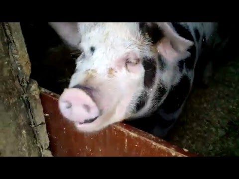 What breed of pigs is the most profitable for growing