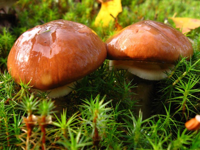 What butterflies look like: photos in the forest, types of edible mushrooms