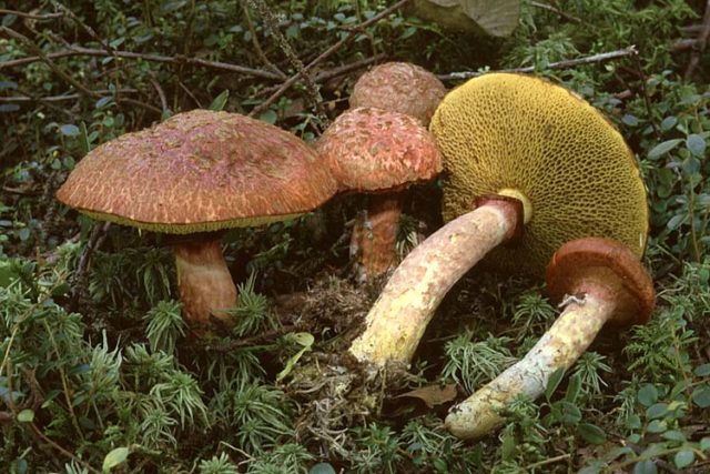 What butterflies look like: photos in the forest, types of edible mushrooms