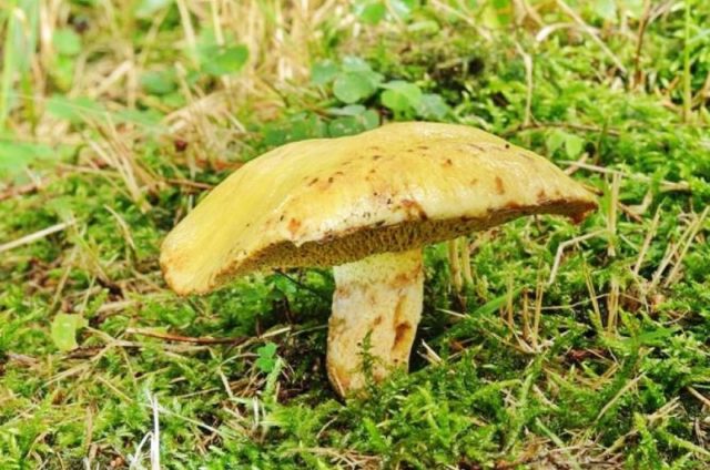 What butterflies look like: photos in the forest, types of edible mushrooms