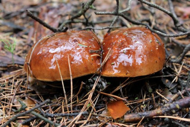 What butterflies look like: photos in the forest, types of edible mushrooms