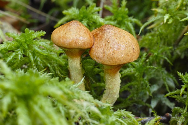 What butterflies look like: photos in the forest, types of edible mushrooms