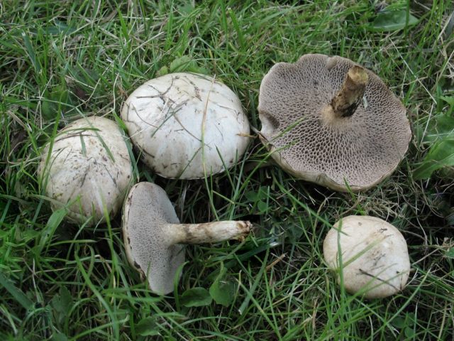 What butterflies look like: photos in the forest, types of edible mushrooms