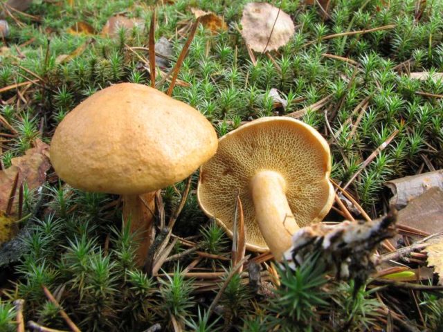 What butterflies look like: photos in the forest, types of edible mushrooms