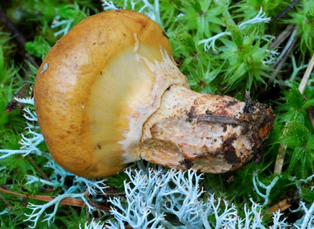 What butterflies look like: photos in the forest, types of edible mushrooms