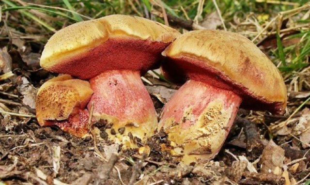 What butterflies look like: photos in the forest, types of edible mushrooms