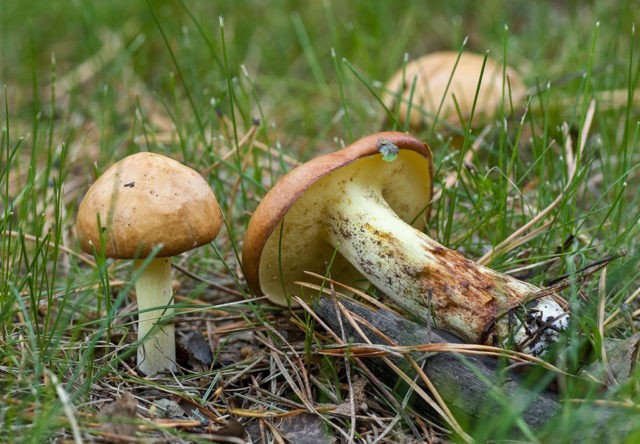 What butterflies look like: photos in the forest, types of edible mushrooms