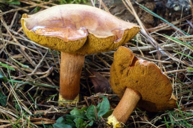 What butterflies look like: photos in the forest, types of edible mushrooms