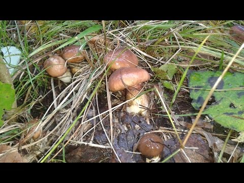 What butterflies look like: photos in the forest, types of edible mushrooms