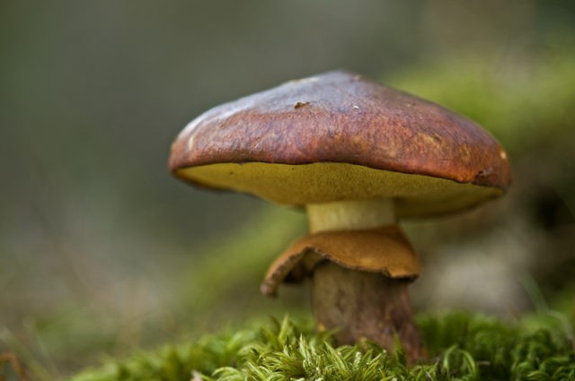 What butterflies look like: photos in the forest, types of edible mushrooms