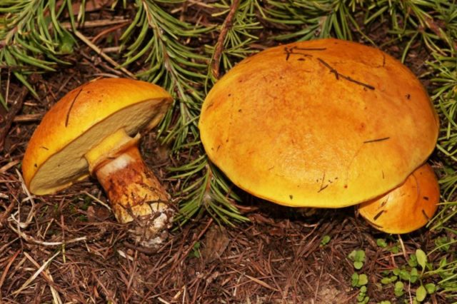 What butterflies look like: photos in the forest, types of edible mushrooms