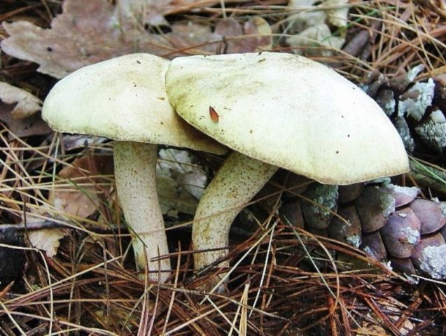 What butterflies look like: photos in the forest, types of edible mushrooms