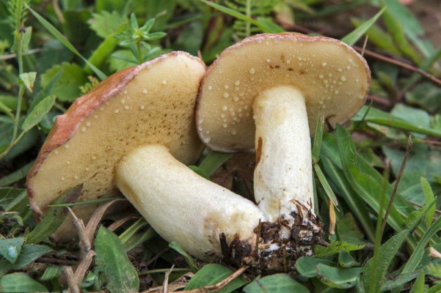 What butterflies look like: photos in the forest, types of edible mushrooms