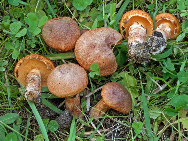 What butterflies look like: photos in the forest, types of edible mushrooms