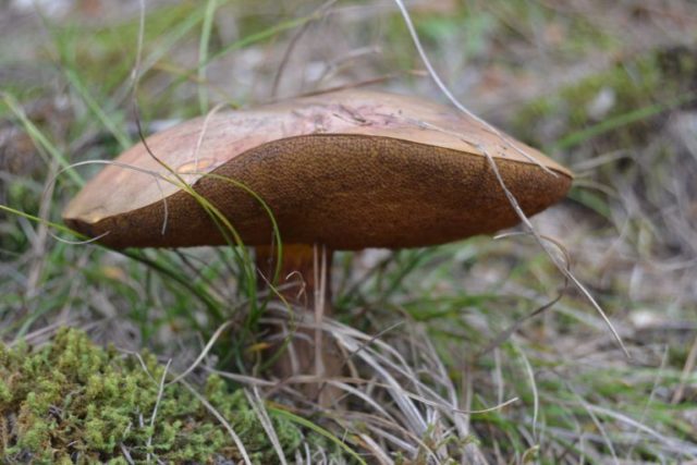 What butterflies look like: photos in the forest, types of edible mushrooms