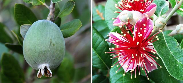 What can be cooked from feijoa