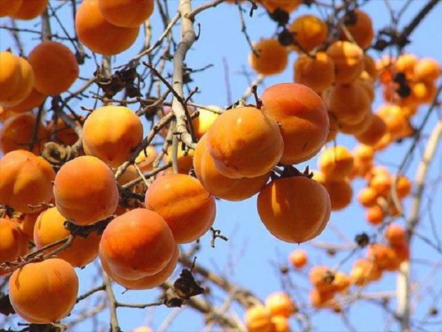 What can be done from persimmon for the winter