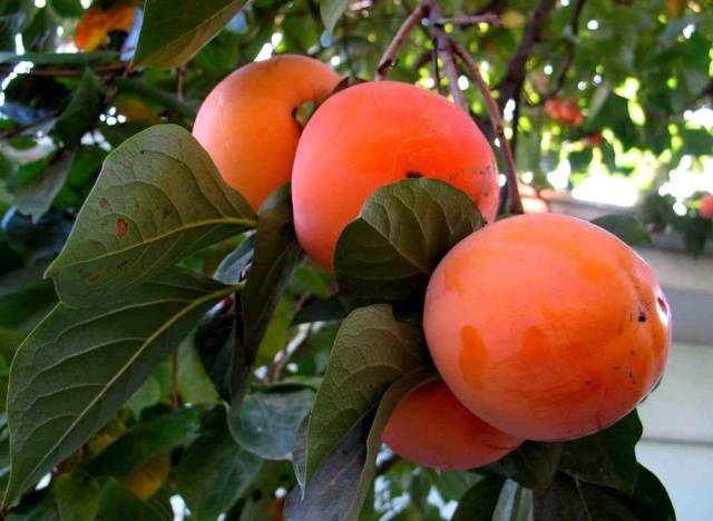 What can be done from persimmon for the winter