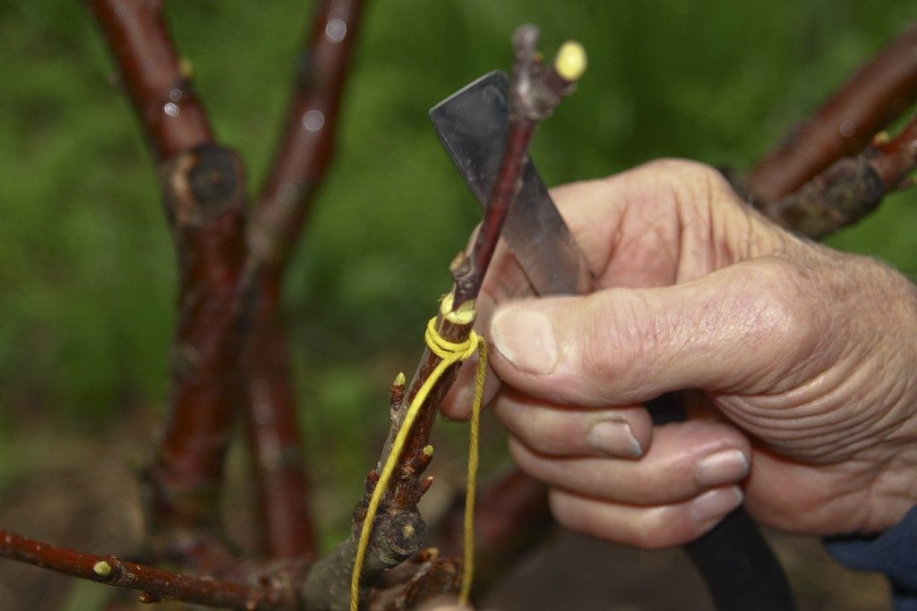 What can be grafted on cherry plum and when: choose a method