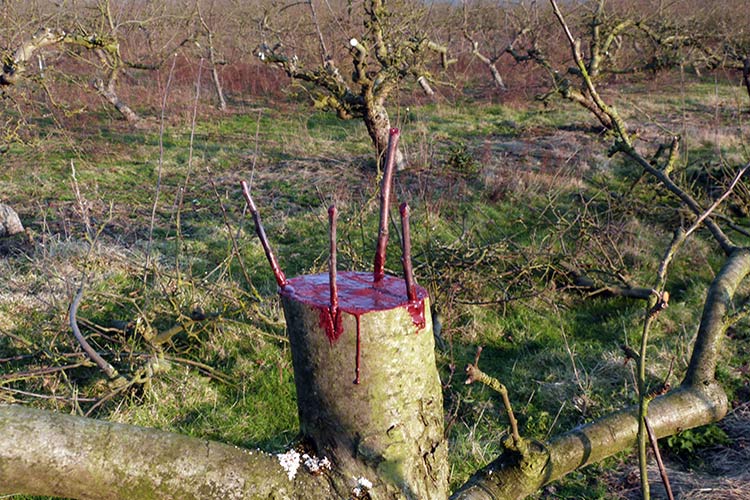 What can be grafted on cherry plum and when: choose a method