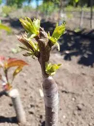 What can be grafted on cherry plum and when: choose a method