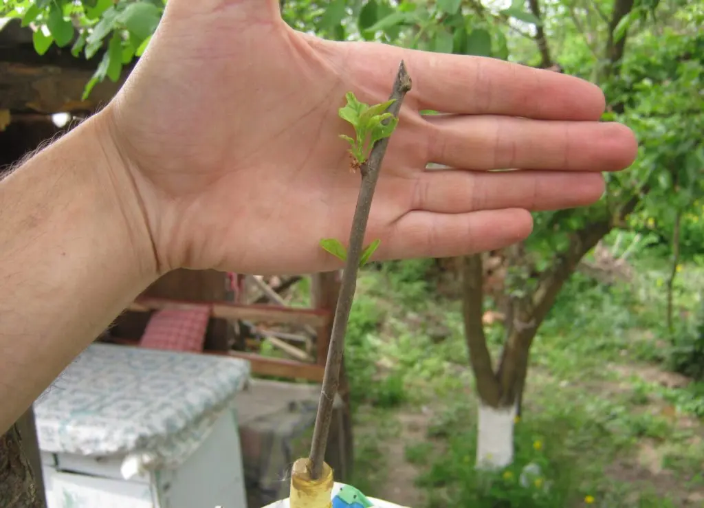 What can be grafted onto mulberries: harvesting cuttings, rules for grafting onto a mulberry tree