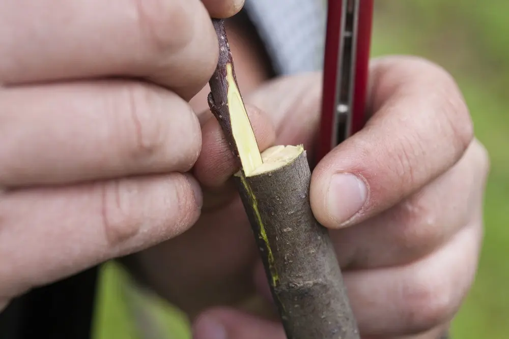 What can be grafted onto mulberries: harvesting cuttings, rules for grafting onto a mulberry tree