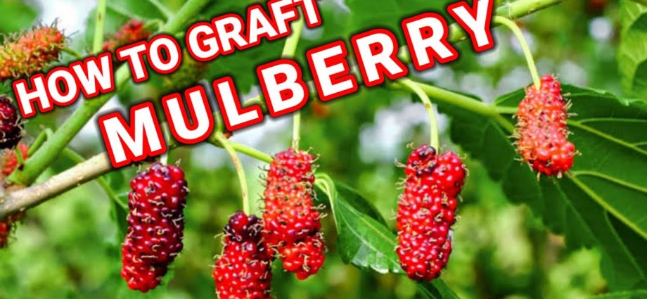 What can be grafted onto mulberries: harvesting cuttings, rules for ...