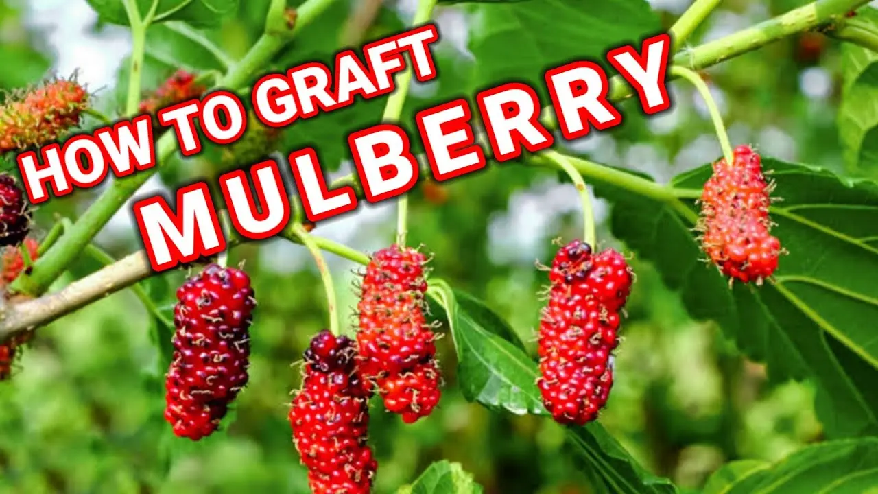 What can be grafted onto mulberries: harvesting cuttings, rules for grafting onto a mulberry tree