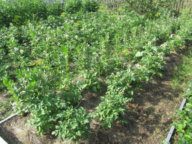 What can be planted next to peas in the same garden