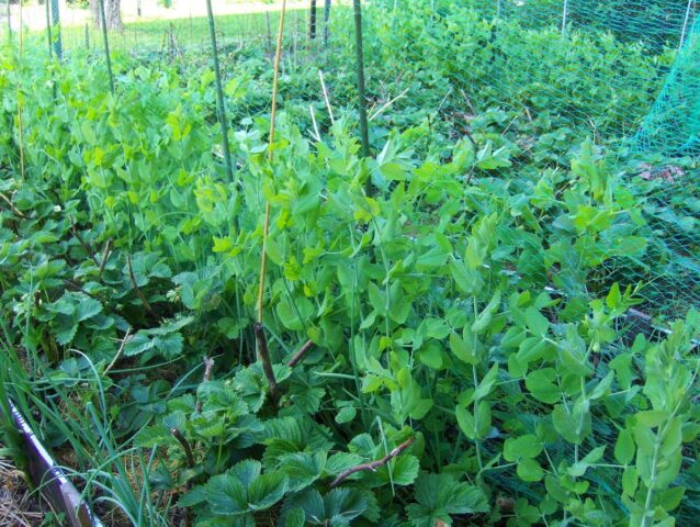 What can be planted next to peas in the same garden