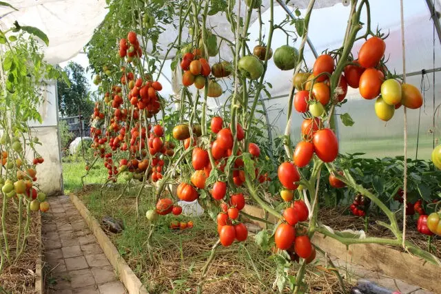 What can be planted next to peas in the same garden