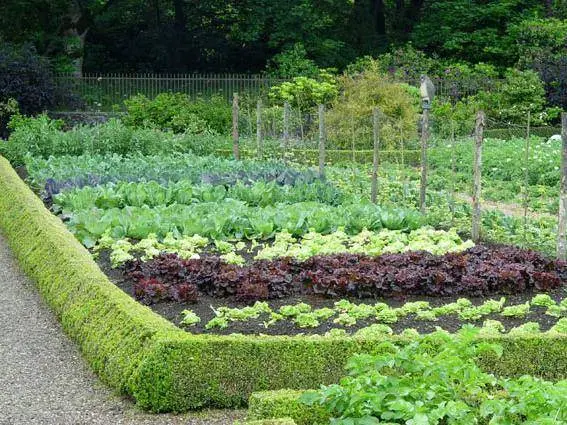 What can be planted with what in the beds: table 