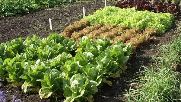 What can be planted with what in the beds: table 