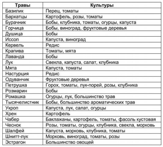 What can be planted with what in the beds: table 