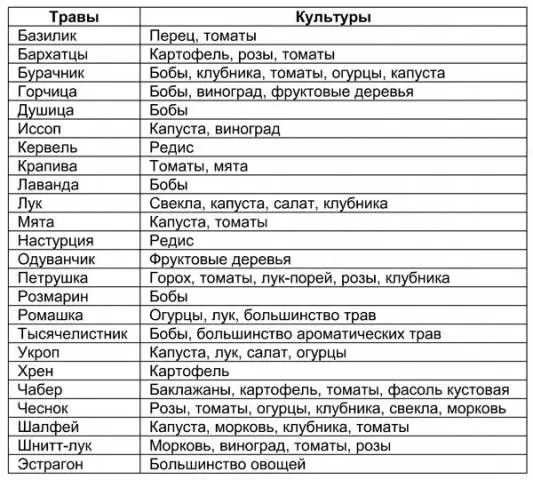 What can be planted with what in the beds: table 