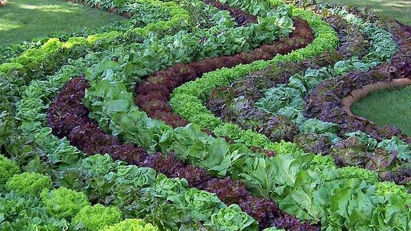 What can be planted with what in the beds: table 