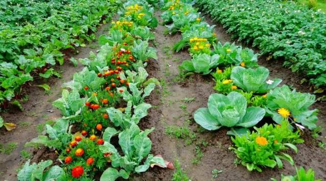 What can be planted with what in the beds: table 