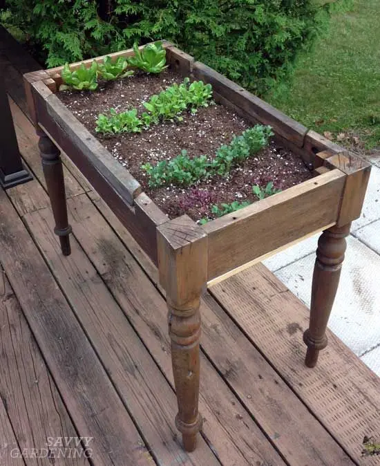 What can be planted with what in the beds: table 