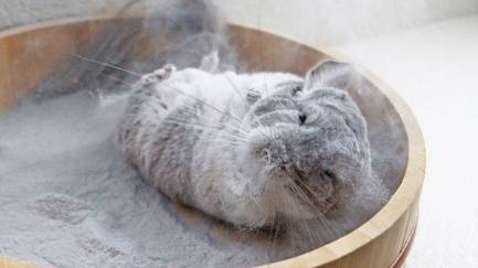 What causes chinchillas