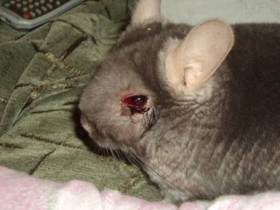 What causes chinchillas