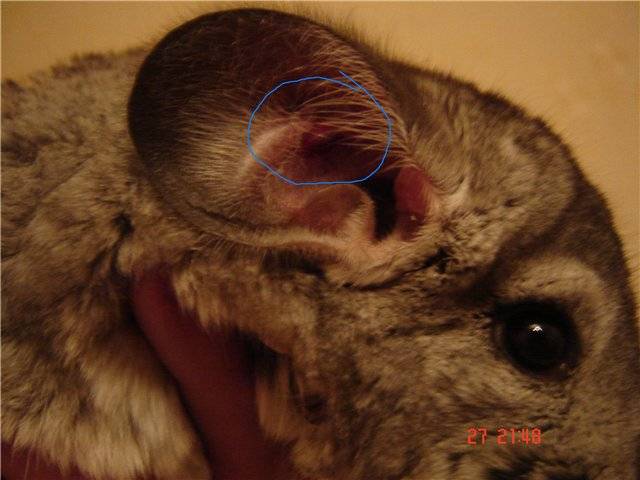 What causes chinchillas